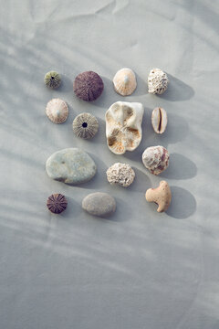 Still Life of bech findings
