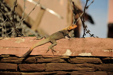 A lizard sits on a rustic stone wall between barbed wire and enjoys the last sun rays of the day - Accra, Ghana