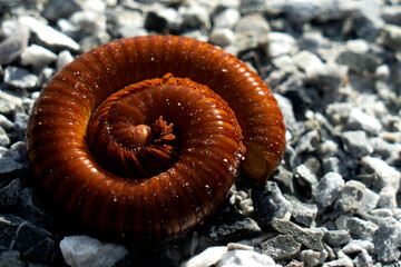 millipede On the rocky ground Animals with many legs
