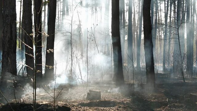 Smouldering of wood in time fire in forest