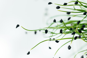 Young green sprouts of micro green close up