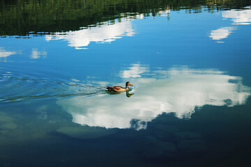 Fototapeta premium Mallard duck floats on water on background of reflection of sky and clouds.