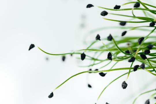 Young Green Sprouts Of Micro Green Close Up