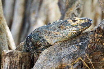 iguana on tree