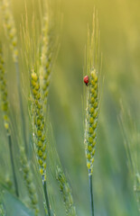 Juicy fresh ears of young green wheat and ladybug on nature in spring summer field close-up macro with free space for text. Field with green fresh spikelets of wheat at sunset.