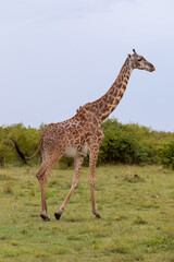 Naklejka na ściany i meble Safari in Kenya. Giraffe in Masai Mara Park