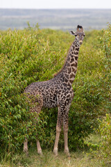 Safari in Kenya. Giraffe in Masai Mara Park