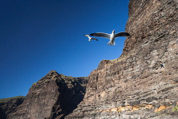 Seagull at Los Gigantes Cliffs in Tenerife
