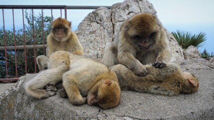 Barbary Ape Family