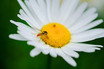 マーガレットの蜜を吸うアブ
