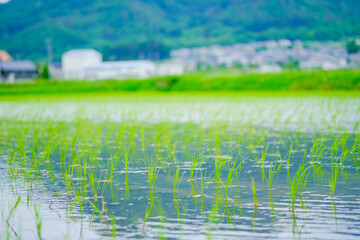 植えたての稲