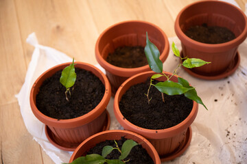 Ficus benjamina young plants stalk after planting in a flower pot.