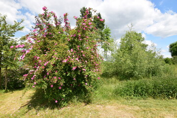Fototapeta na wymiar Rosa blühende Wildrose am Feldrand