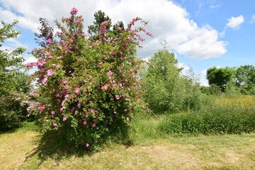 Fototapeta na wymiar Rosa blühende Wildrose am Feldrand