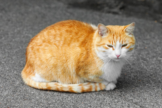 Homeless ginger cat is sitting on the sidewalk. Blurred background