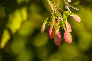 Feuer-Ahorn Acer tataricum subsp. ginnala Früchte im Gegenlicht