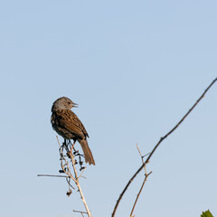 Hedge Accentor (Dunnock) perching on a dead stem near East Grinstead