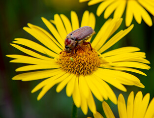 June bug , the cockchafer,is a large yellow Daisy.