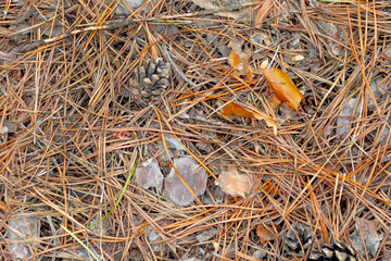 Seamless texture background pattern of fallen forest needles, dried grass blades, cones, leaves.