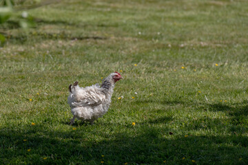Unusual chicken in a garden near Ardingly