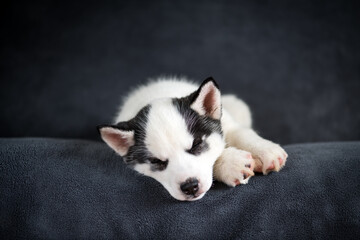 A small white dog puppy breed siberian husky with beautiful blue eyes sleep on grey carpet. Dogs and pet photography