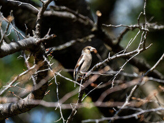 Japanese Hawfinch perched in a forest tree 3