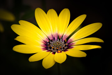 yellow flower on black