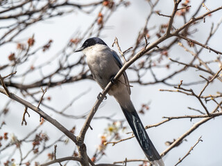 Azure-winged magpie perched in a tree 2
