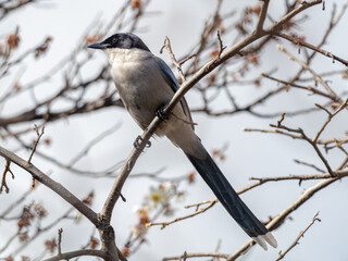 Azure-winged magpie perched in a tree 3