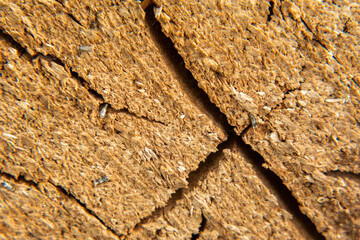 Cross section of a tree trunk close-up. Wood texture
