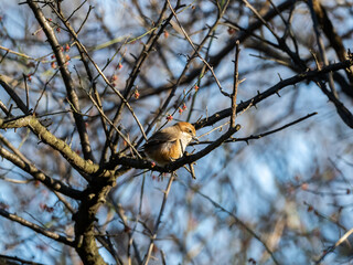 Bull-headed shrike in Japanese orchard 2