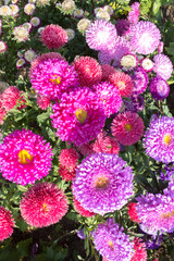 Background from multicolored asters, a bed, a fragment of landscape design