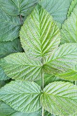 Background of  raspberry  leaves.  Summer green background of  foliage.
