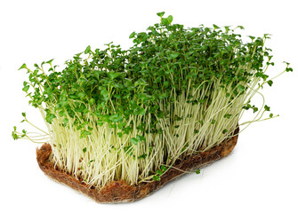 Micro green sprouts of watercress salad isolated on white - obrazy, fototapety, plakaty