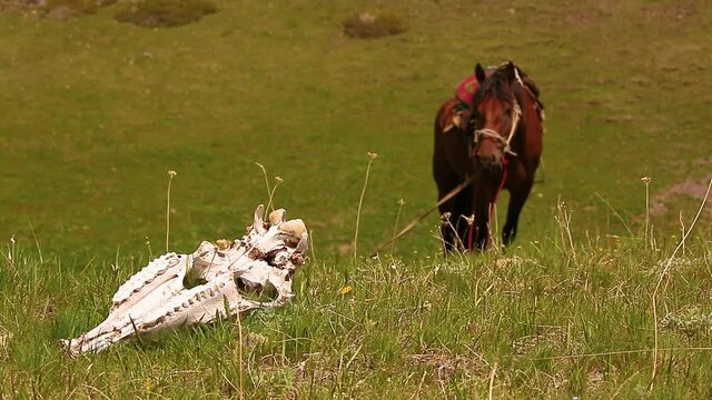 The skull of a wild animal lies in the grass in the highlands. A horse in a harness in the background grazes