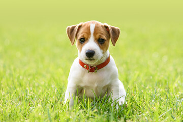 A small white dog puppy breed Jack Russel Terrier with beautiful eyes on green lawn. Dogs and pet photography