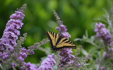Buddleia (Butterfly Bush) in bloom with a Swallowtail butterfly perched on it.