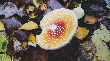 A mushroom in Hollóháza Hungary. (September 2018)