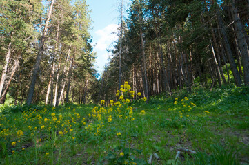 Mountain trail, trekking route in the mountains. Landscape of mountains in the summer. The road among the pine forest in the mountains.