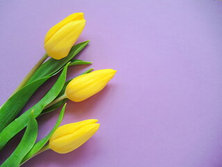 bouquet of yellow tulips on violet background