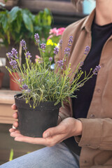 Lavender in a flowerpot is held by a woman in a flower shop.