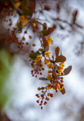  A branch of the flowering European barberry .