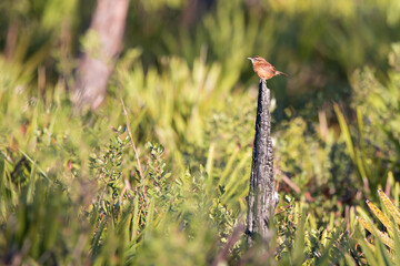 A Carolina Wren perches atop a stump surrounded by Saw Palmetto at Three Lakes Wildlife Management Area in Osecola County, Florida.