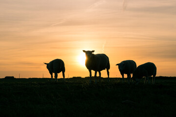Sheep are silhouetted against an orange colored evening sky