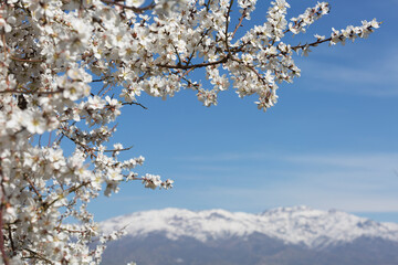 Blooming almonds on a background of snow-capped mountains