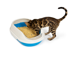 4 month old Bengal kitten goes to the toilet in plastic litter box.
