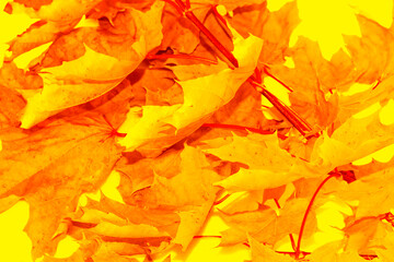 autumn landscape with bright colorful foliage. Indian summer.