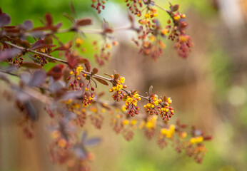  A branch of the flowering European barberry .