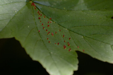 Leave infested with a parasitic fungus
