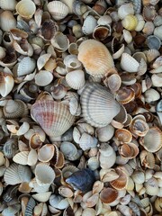 seashells on the beach